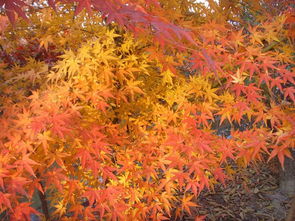 红枫叶子为什么变绿