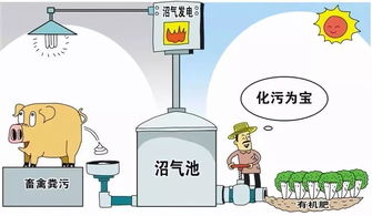 科学制定畜禽免疫计划，保障养殖安全