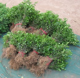 小叶黄杨适合在家种植吗？它的优点和缺点是什么
