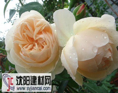 月季花界的美丽天使：利奇菲尔德天使