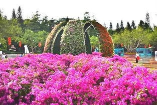 想看深圳市花簕杜鹃？这份超全赏花攻略
