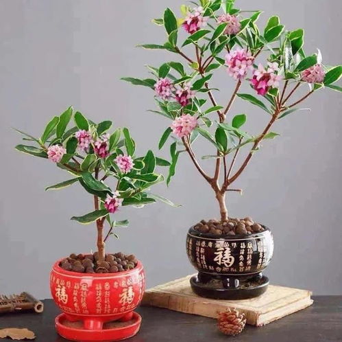 请问瑞香如何进行日常养护？