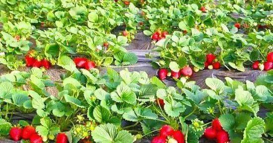 防治病虫害的方法