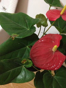 红掌发黄的原因