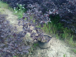 红花继木每平方多少株？