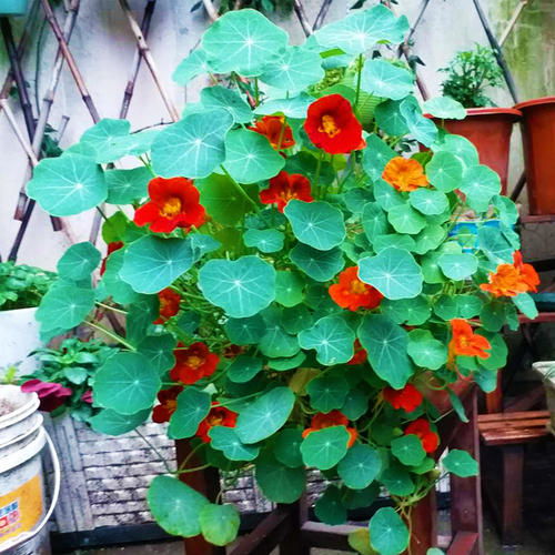 旱金莲种植最佳时间：春季播种，抢鲜绽放！