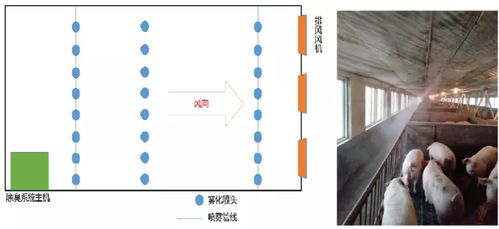 自动化喂料系统助养殖场降本增效