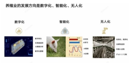 智慧养猪如何实现测温、行为识别、预警的全覆盖？