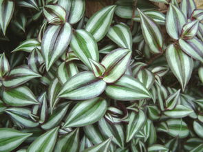 冷水唤醒，种子苏醒