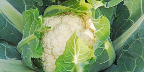 花椰菜喜冷凉湿润气候，生长适温15