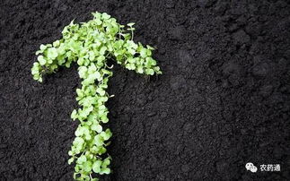 龙舌兰的土壤要求