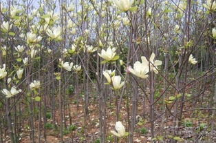 玉兰苗木，美丽如你，也要健健康康哦！