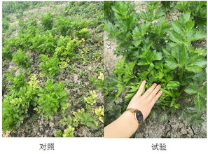 “叶子黄了别慌，七步还你绿意盎然