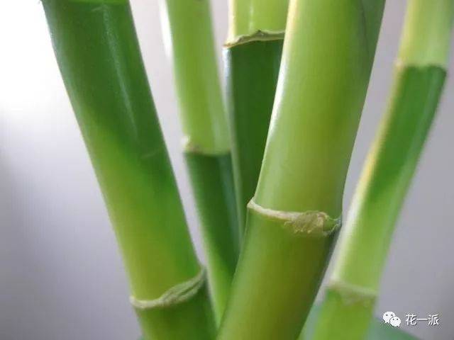 富贵竹养双支，寓意成双成对