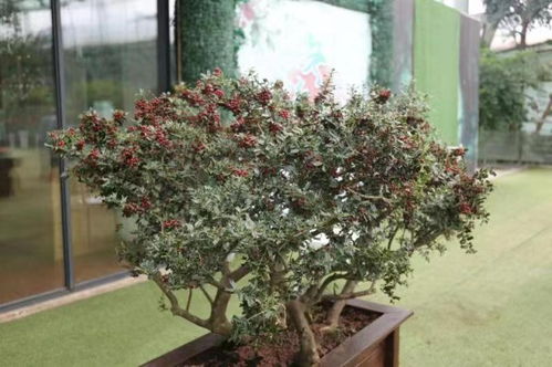 生长习性的比较