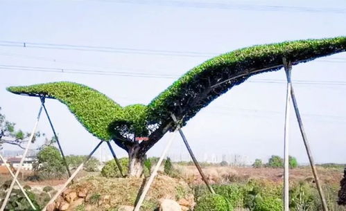 珍稀品种， 价格梗是不菲