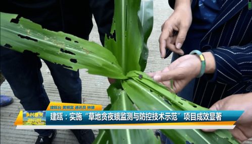 草地管理，防治锈病的秘密武器