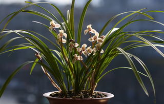 奇怪的问题, 奇怪的叶子