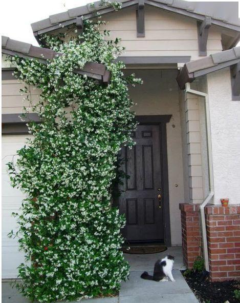 花香袭人，意大利络石藤的浪漫之处