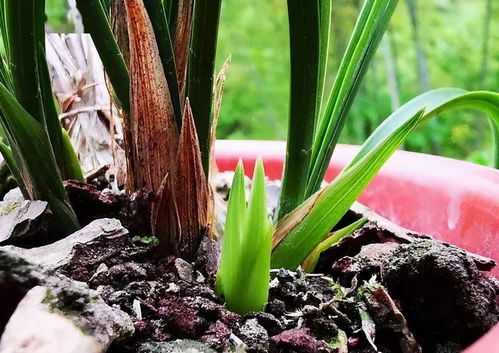 兰花根根强壮的秘密武器