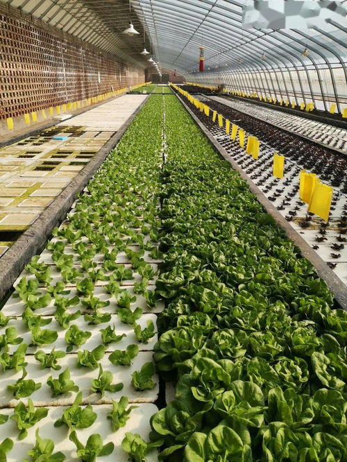 土地托管， 荒地变宝地