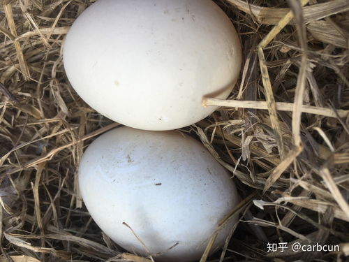 买绿壳鸡蛋送人，竟收到鸭蛋