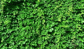 压条法， 神秘又有效