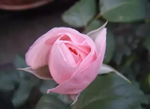 藤本黄和平月季的花期之谜