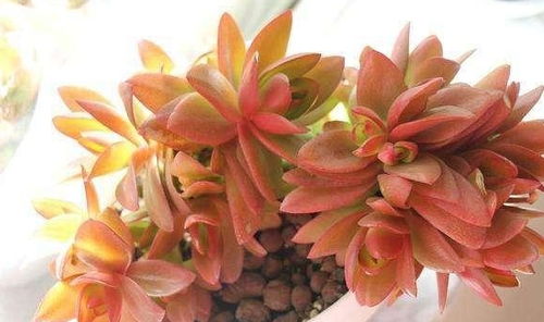 多肉植物火祭如何修剪？如何让叶片更饱满