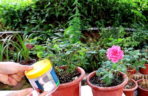 婴儿家庭养花选择