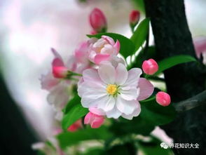 大叶海棠花养殖，如何让它开花不断