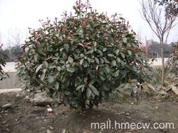 冠幅：红叶石楠园艺栽培中的关键词