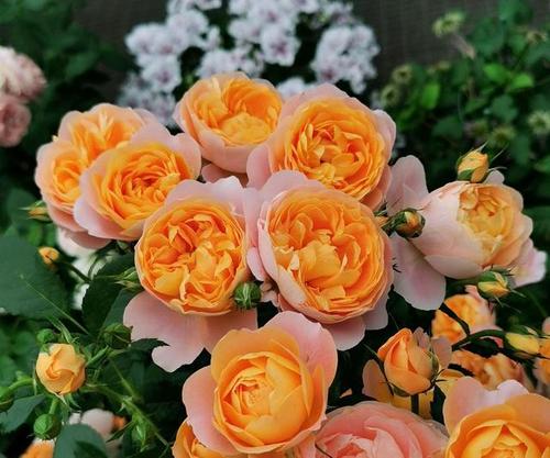 光照不足， 枝条也会长高