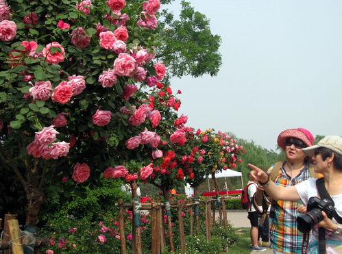 树状月季的魅力：花量大， 易打理