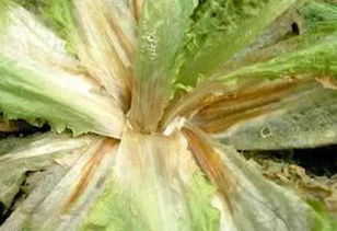 油麦菜菌核病和油菜菌核病分别用什么药物治疗最有效