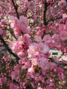 桃花的美丽季节