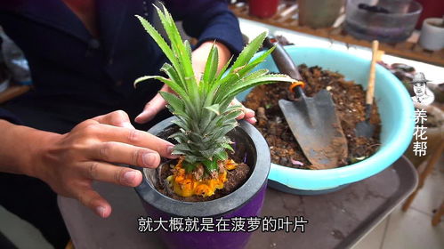 菠萝怎么种盆栽？手把手教你在家种出小菠萝