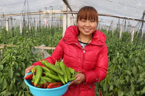 辣椒根腐病的防治方法