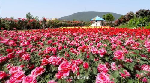 月季花修剪，抓住这三大时间点，花开不断！