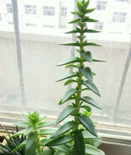 根系需水量：你们的小脚丫也需要喝水，但不是越多越好！