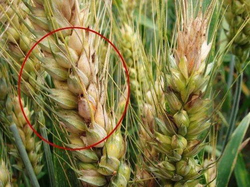 多菌灵在农业中具体防治哪些病害？