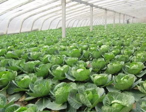 大棚甘蓝育苗芽前封闭除草剂有哪些种类？