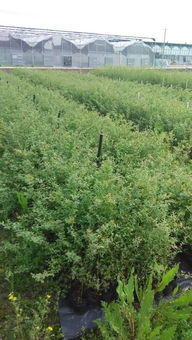 土壤改良的建议