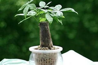 揭秘七叶莲水培养殖技巧：如何高效培育健康植株？