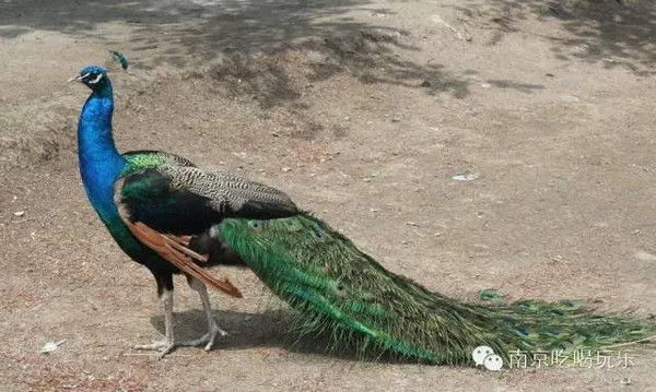 种植温度的黄金线