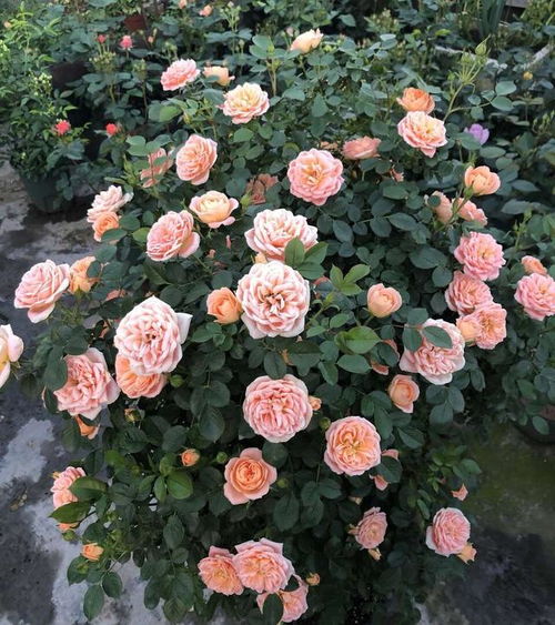 不同药物Neng否混合喷洒