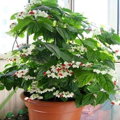 怎么让月季强壮起来？