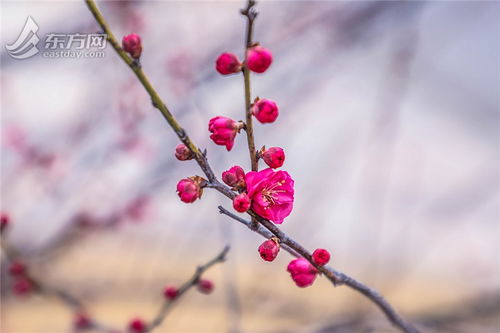 梅花与地被植物的推荐