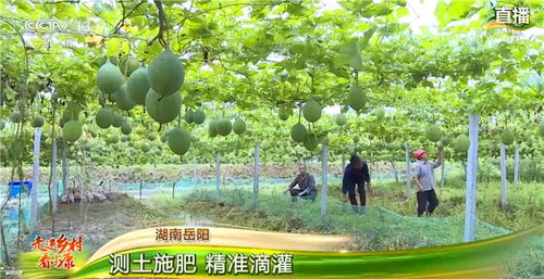 “重养轻治，绿色养殖新风尚”