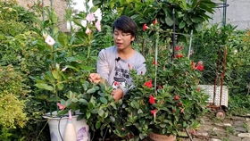 珊瑚樱为何不开花？绽放的秘密藏于何方